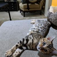 San Jose Bengal Cats ico