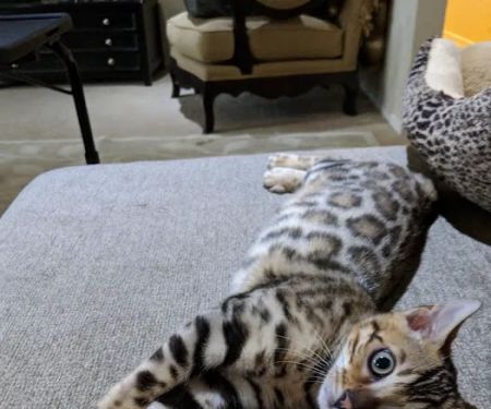 San Jose Bengal Cats
