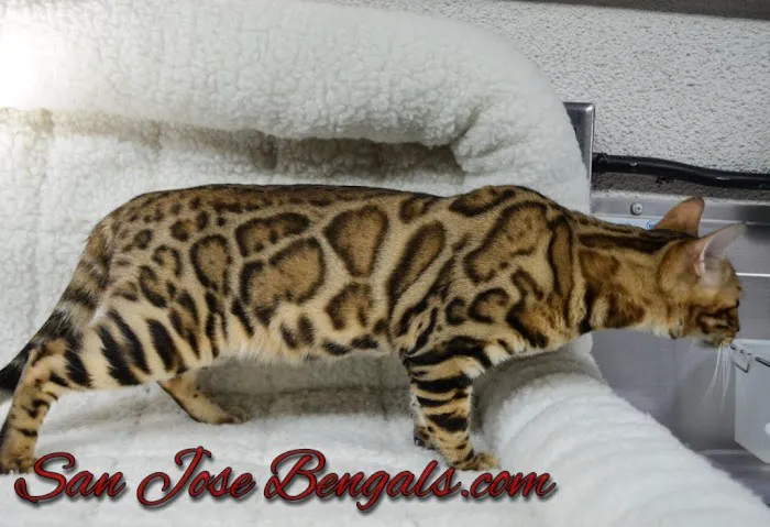 San Jose Bengal Cats Picture 2