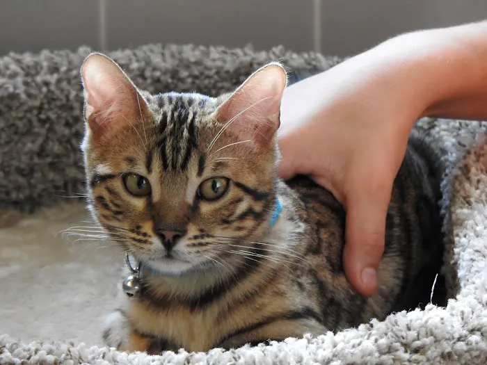 San Jose Bengal Cats Picture 7