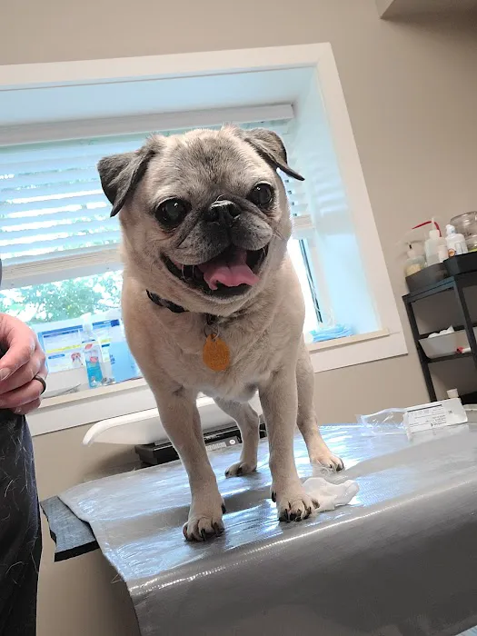 Massanutten Animal Clinic Picture 10