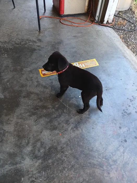 Massanutten Animal Clinic Picture 5
