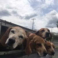 South Branch Animal Hospital ico