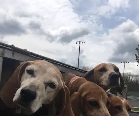South Branch Animal Hospital