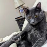 Mountainview Veterinary Services