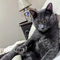 Mountainview Veterinary Services ico