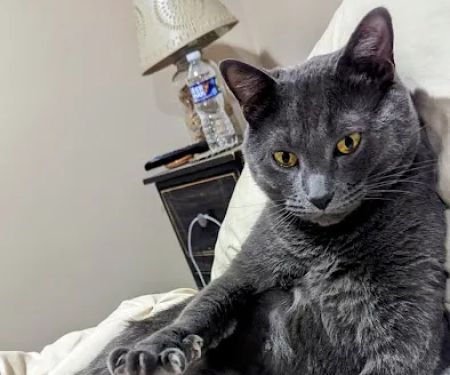 Mountainview Veterinary Services