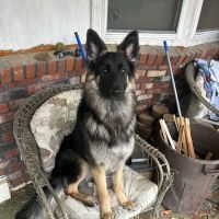 Mill Creek Animal Hospital ico