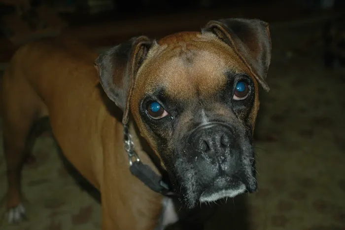 Faithful Friends Animal Clinic Picture 2