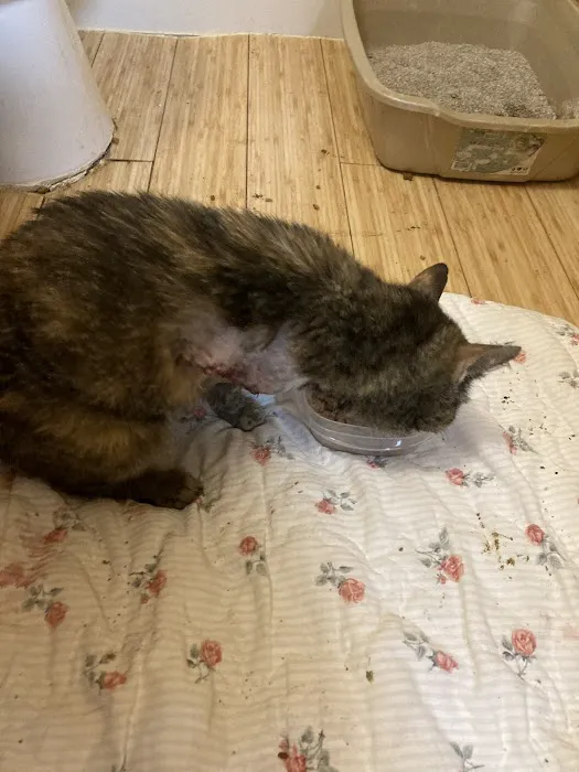 Faithful Friends Animal Clinic Picture 1