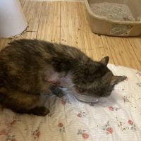 Faithful Friends Animal Clinic ico
