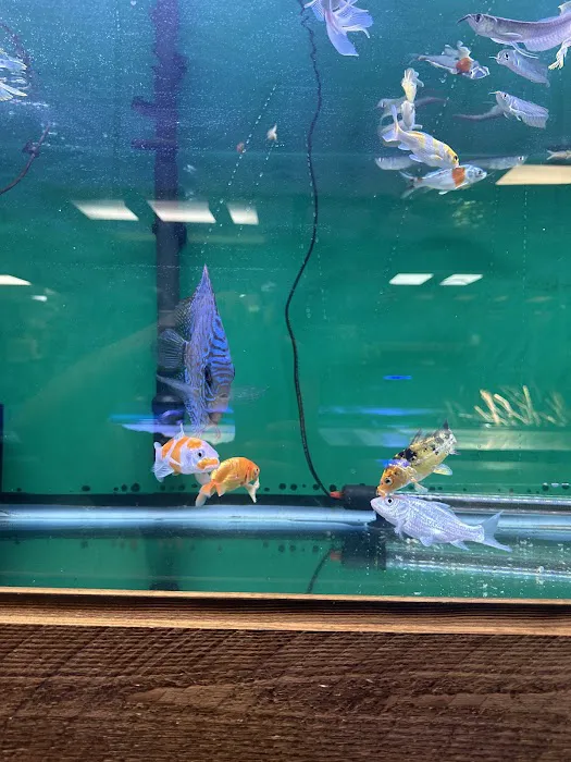 Canela pet shop LLC Picture 3