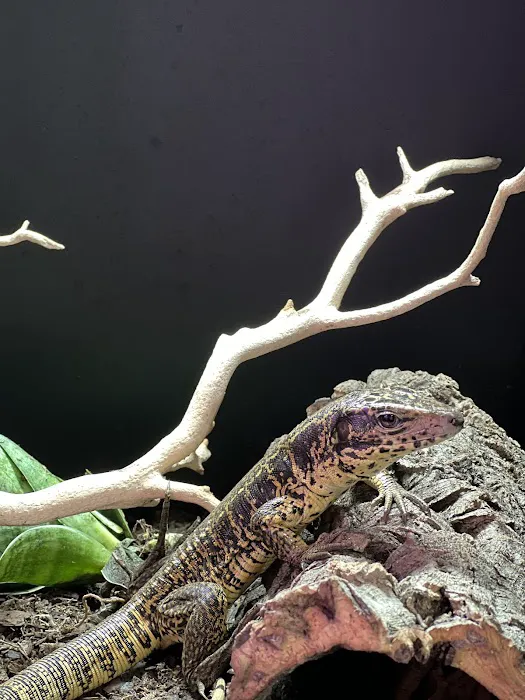 Exotic Pets 701 inc Picture 1