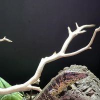 Exotic Pets 701 inc ico