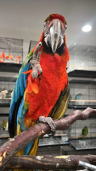 Exotic Pets 701 inc Picture 8
