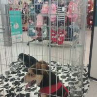Petco ico