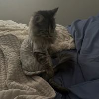 Petco ico