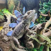 The Serpentarium, Inc. ico