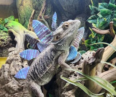 The Serpentarium, Inc.