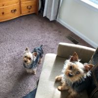 Hope Animal Hospital ico