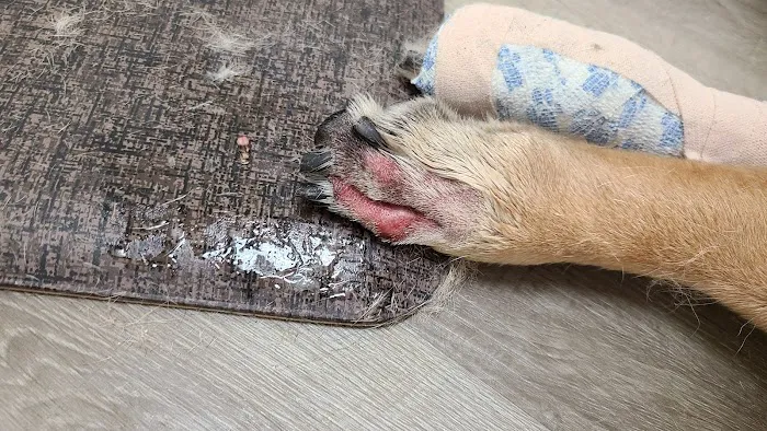 Hope Animal Hospital Picture 10