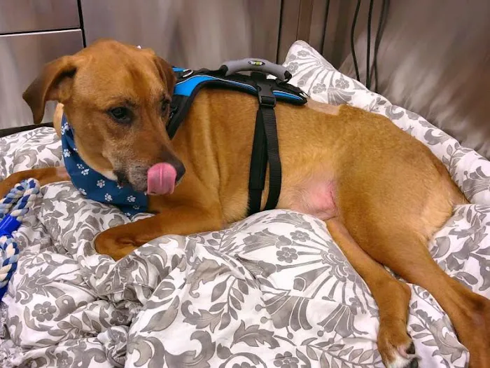 Virginia Veterinary Centers - Fredericksburg Picture 8
