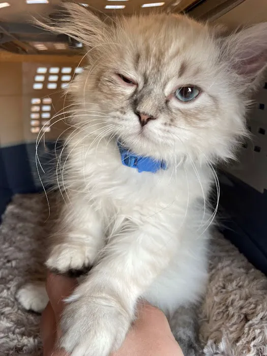 Virginia Veterinary Centers - Fredericksburg Picture 10