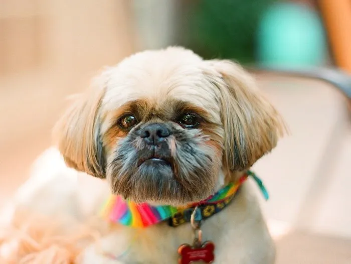 Virginia Veterinary Centers - Fredericksburg Picture 6