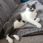 Virginia Veterinary Centers - Fredericksburg