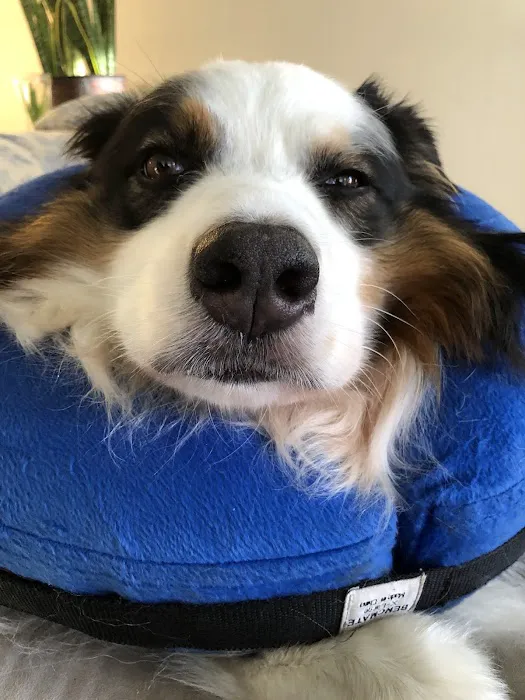 Banfield Pet Hospital Picture 9
