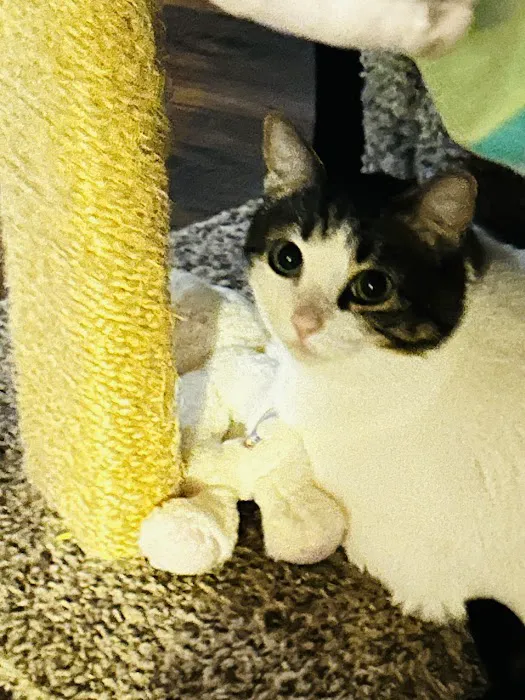 Banfield Pet Hospital Picture 7