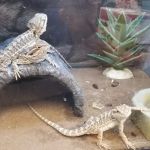 Petco