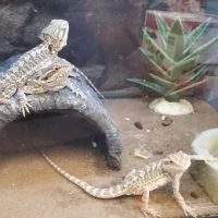 Petco ico