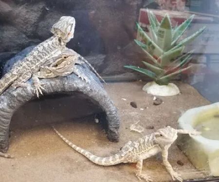 Petco