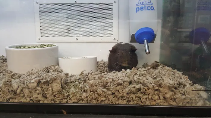 Petco Picture 3
