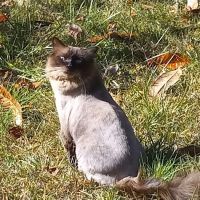 Just Cats Vet Clinic ico