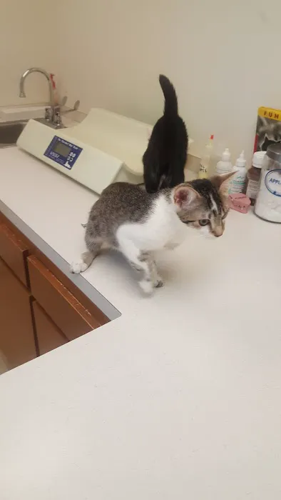 Just Cats Vet Clinic Picture 3