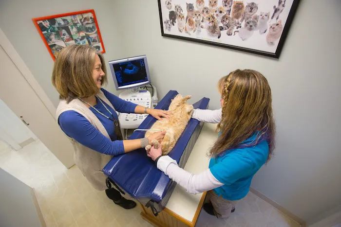 Just Cats Vet Clinic Picture 8