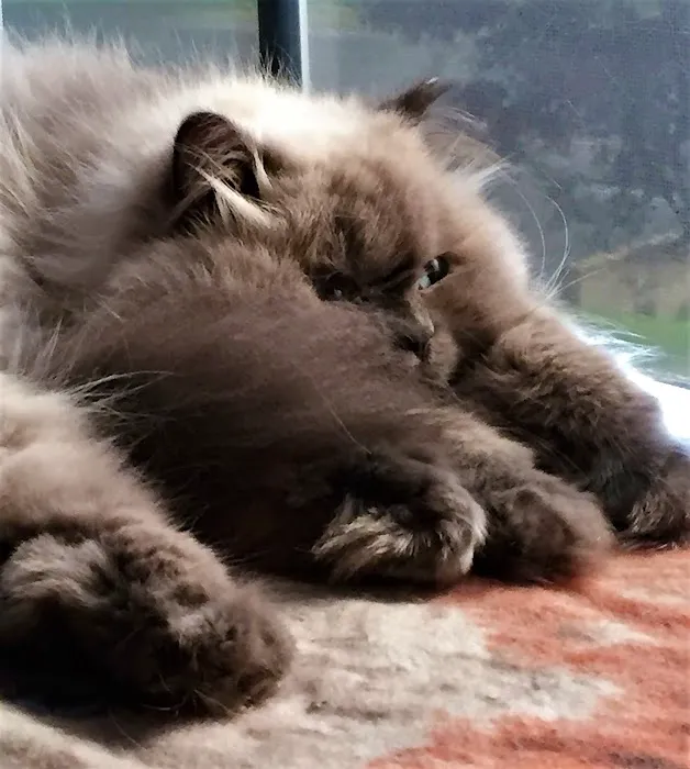 Just Cats Vet Clinic Picture 4