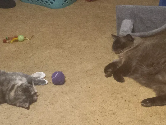 Just Cats Vet Clinic Picture 2