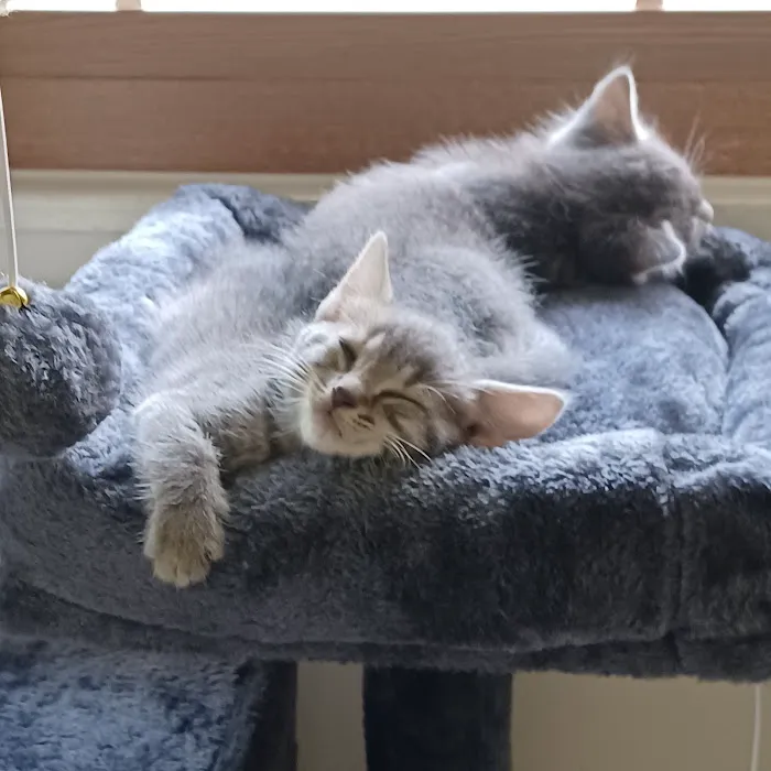 Just Cats Vet Clinic Picture 5