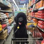 Petco