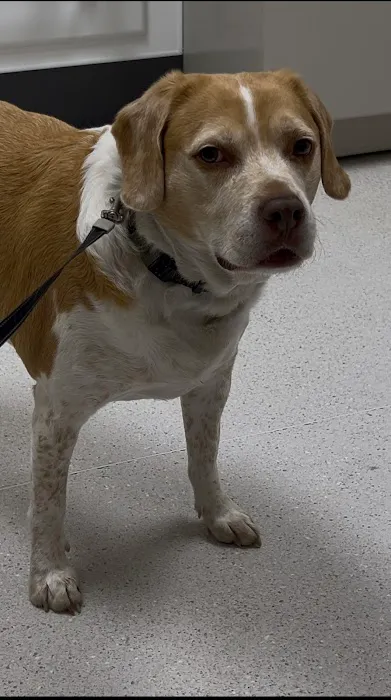 Hart Animal Clinic Picture 7