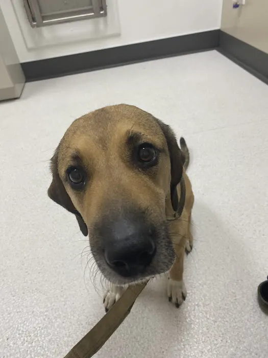 Hart Animal Clinic Picture 5
