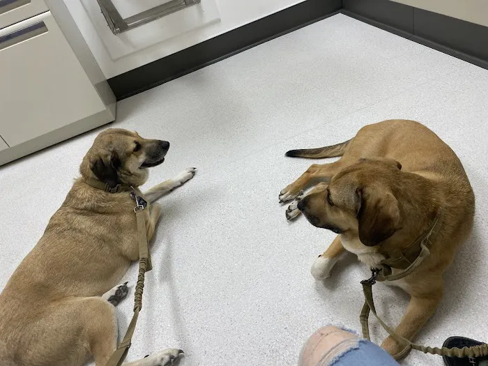 Hart Animal Clinic Picture 3