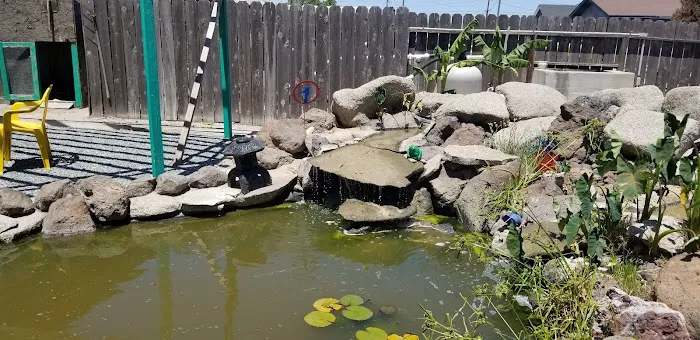 Central Valley Koi Picture 4