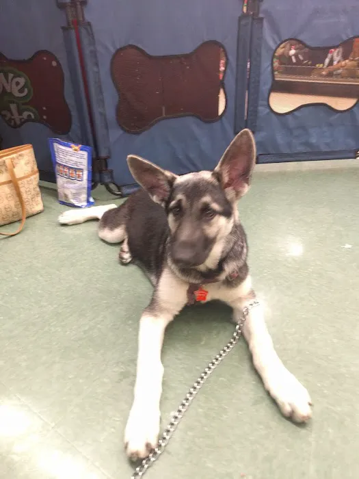 Petco Picture 2