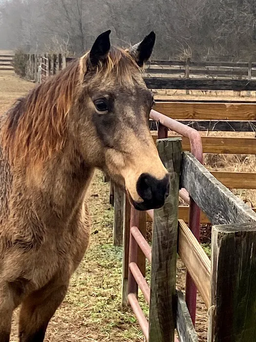 Olde Towne Equine - Dr. Kate Moga DVM, ACCC/AVCA Picture 1