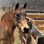 Olde Towne Equine - Dr. Kate Moga DVM, ACCC/AVCA