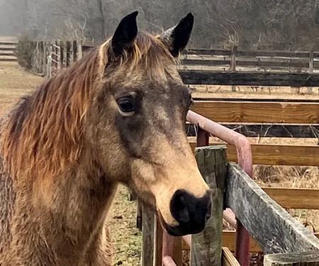 Olde Towne Equine - Dr. Kate Moga DVM, ACCC/AVCA